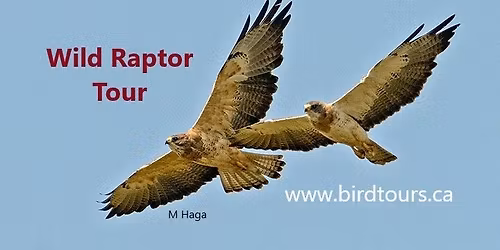 Wild Raptor Tour