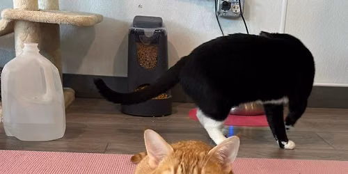 Cats and Yoga Mats!