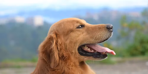 Golden Retriever Meet Up!