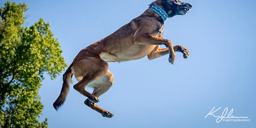 DockDogs\u00ae at Bryerfest