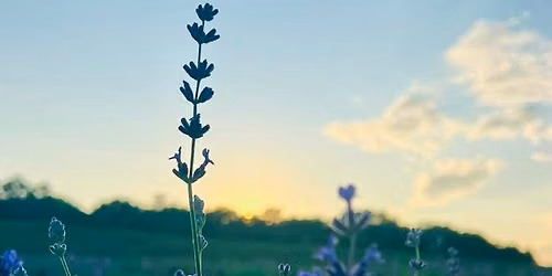 Soul Harmony \u2013 Sound Bath & Reiki Meditation in the Lavender Field \ud83e\udebb