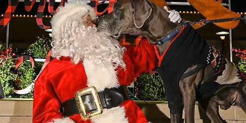 Pet Portraits with Santa at Hilldale