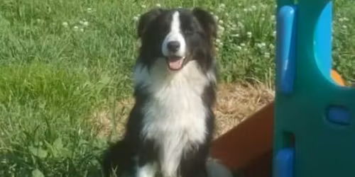 Good Dog I- Beginner Class