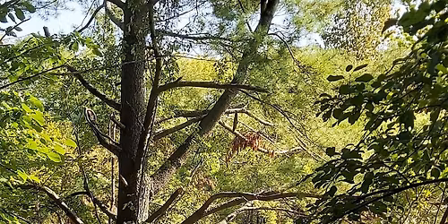 Sit Spot Club:  A place, a group, and an hour with the trees. Free.
