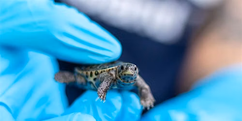 Taps for Terrapins: A Fundraiser for the Staten Island Terrapin Project