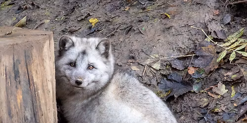 1-2-1 Animal Photography with a Professional Photographer at Northumberland Zoo