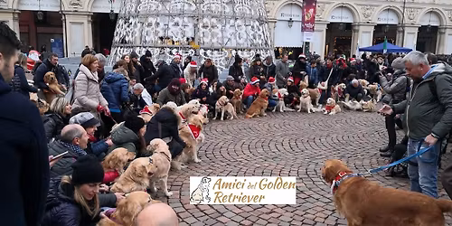 Natale con i Golden retriever 2024 a Torino
