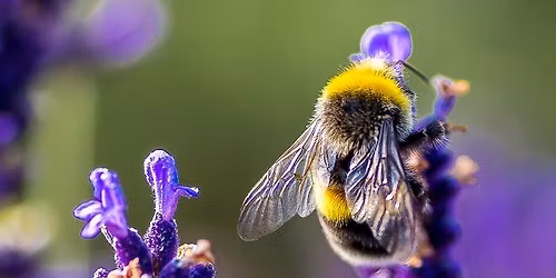 Botanical Garden Experience