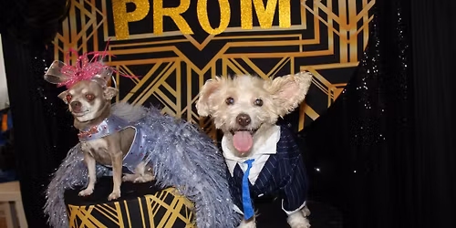 Puppy Prom!