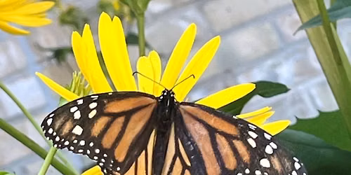 Wild Families: Magnificent Monarchs