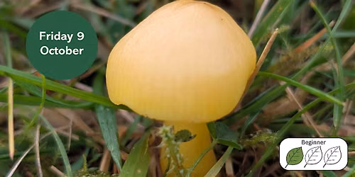 Waxcap Grasslands