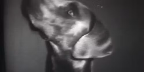 WILLIAM WEGMAN AND MAN RAY