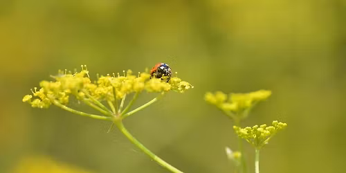 Sp\u00e9cial 1-3 ans : Couleurs de coccinelle