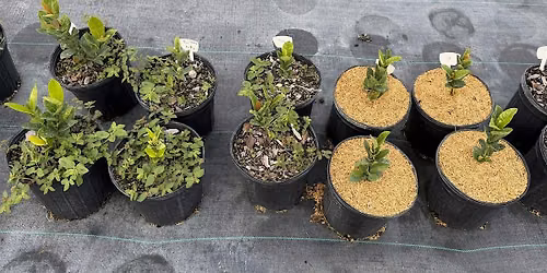 Common weeds in the containers of ornamentals and management strategies