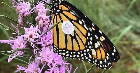Monarch Tagging and Pollinator Day