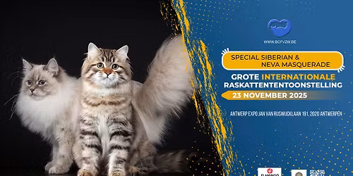 Kattenshow November Expo Antwerpen 23-11-2025