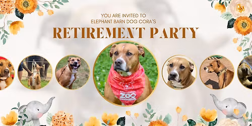 Elephant Barn Dog Cora's Retirement Party!