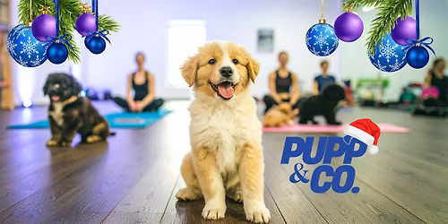 Puppy Yoga in Leamington Spa - Christmas Special