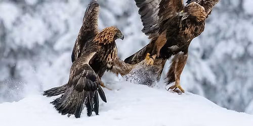 Golden Eagles and Goshawks on snow photography tour 22- 27 January 2026