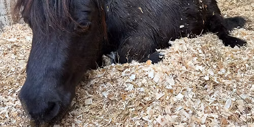 \u2728 Home Education at the Yard - Stable Management 14th April-19th May\u2728