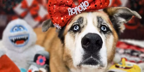 Muttcracker Minis at ZDD