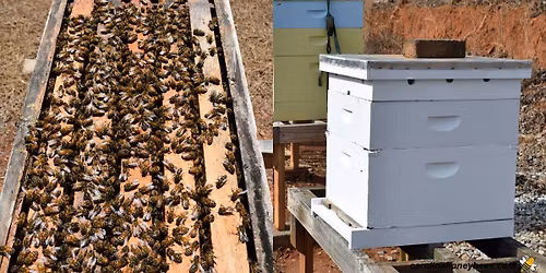 Installing Bees (Packages & NUCs) & Making Splits