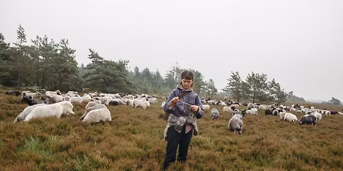 Dogmestrik med Hedestrik