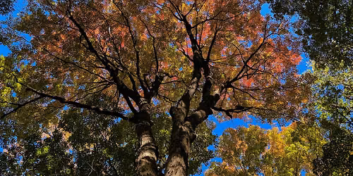 Fall Color Walk - Cummingston Woods