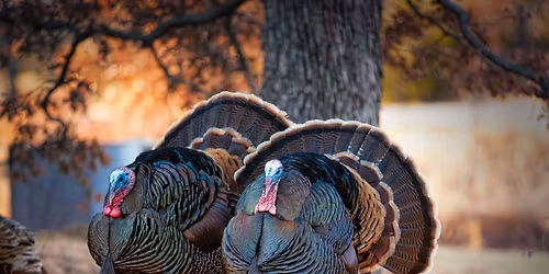 Let\u2019s Talk Turkey!