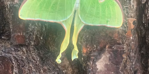 Manifestation \u201cAwakening, from Winter\u201d