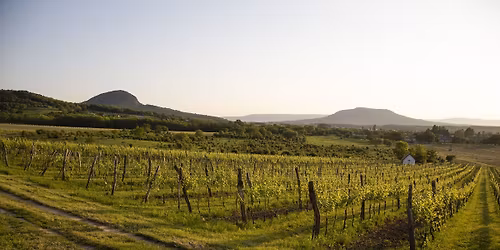 Bort\u00fara a T\u00f3ti-hegy k\u00f6r\u00fcl