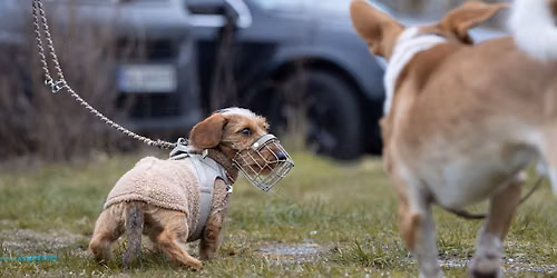 Schau mal, wer da kommt! Seminar zu Hundebegegnungen an der Leine