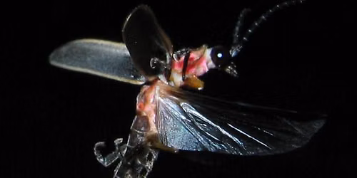 Firefly Hike 