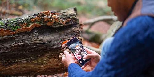 Plant Identification Using AI