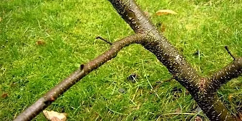 Foraging and Crafting Syrup from Bark with Holly Poole-Kavana