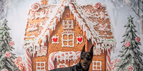 Holiday Photos benefiting Old Dogs Go to Helen