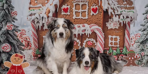 Holiday Photos benefiting Old Dogs Go to Helen