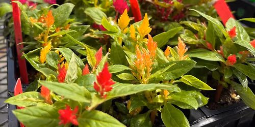 WV Greenhouse Spring Plant Sale 2026