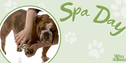 Doggie Spa Day in Bernardsville (Express Nail Trimming)