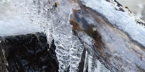 Winter Inspiration for Designing with Native Plants [Virtual Program]