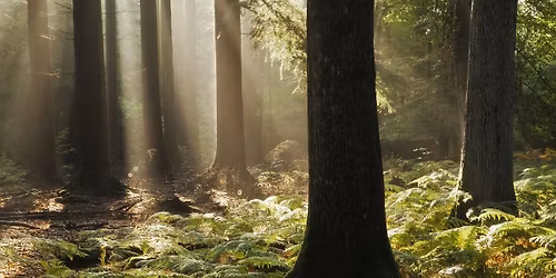 Langdon forest bathing