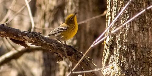 Spring City Bird Walk