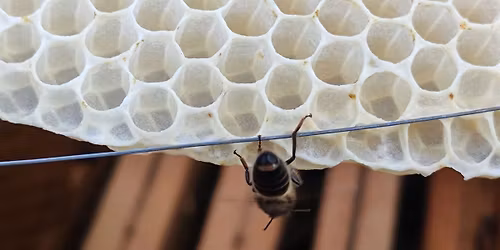 Course in Beekeeping and Conservation of the Maltese Honey Bee