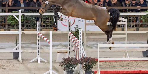 BWP Top Stallion Auction