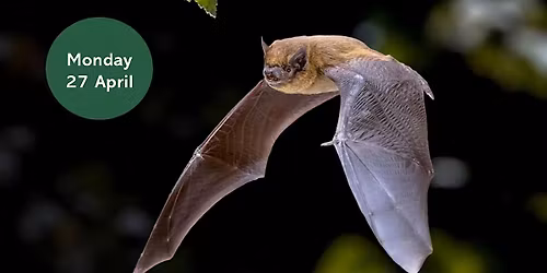Ouse Burn Way: Bat Walk