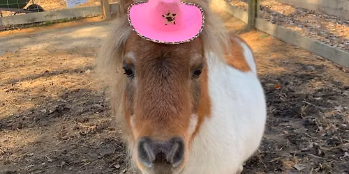 Trick-or-Treat in the Barnyard