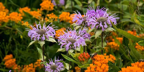 NATIVE PLANT FEST at Second Chance Plants HANOVER, PA