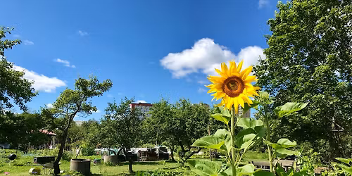 Brobekk skolehages plantemarked