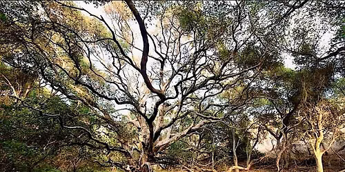 Forest Bathing at Marian Bear Park