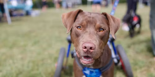 Tails of Hope: A Gala Benefiting Pawfect Match Rescue